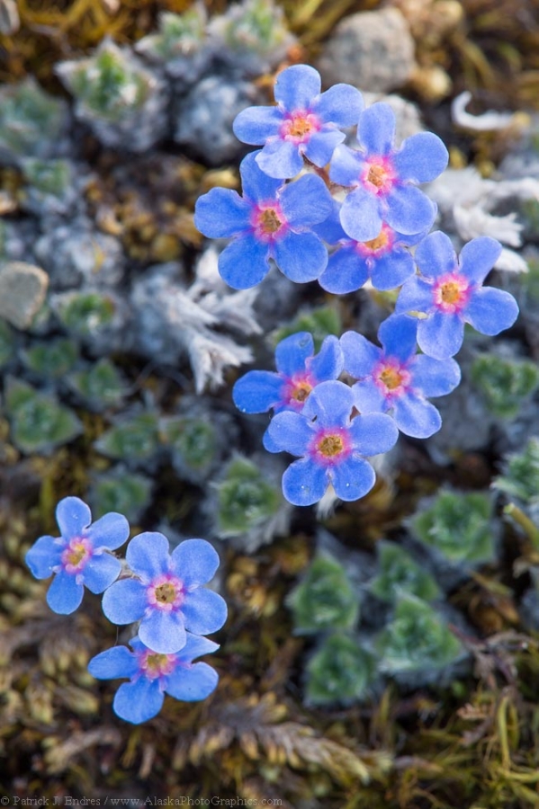 Wildflowers of the Arctic » Coyote Air Service